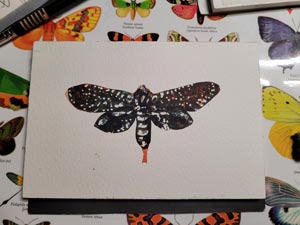 Moth in process